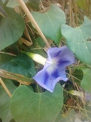 Ipomoea clavata