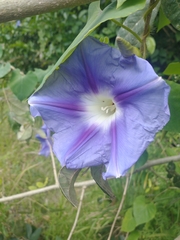 Ipomoea clavata