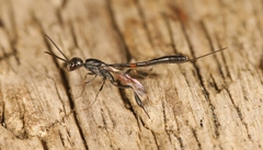 Gasteruption erythrostomum