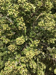 Ozothamnus leptophyllus