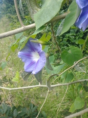 Ipomoea clavata