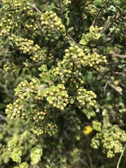 Ozothamnus leptophyllus