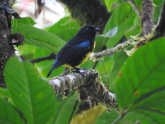 Bangsia melanochlamys