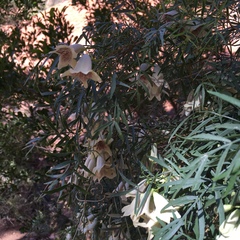 Pandorea doratoxylon