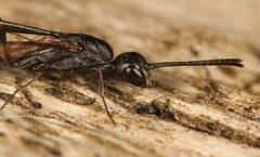 Gasteruption erythrostomum