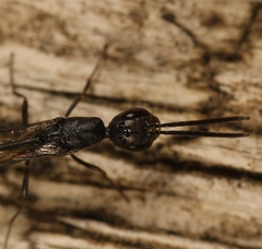 Gasteruption erythrostomum