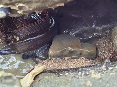 Acanthoclinus