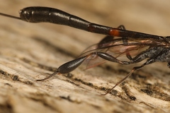 Gasteruption erythrostomum