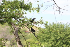 Crotophaga ani