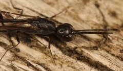 Gasteruption erythrostomum