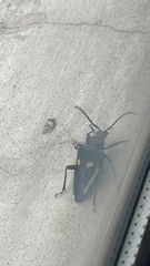 Calocomus desmarestii