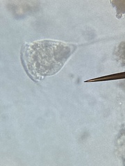 Sessilida