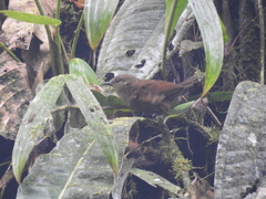 Cinnycerthia unirufa