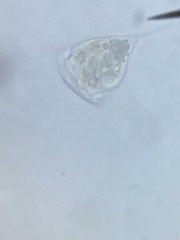 Sessilida