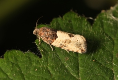 Gypsonoma aceriana