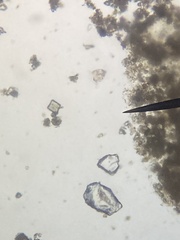 Sessilida