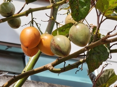 Solanum betaceum