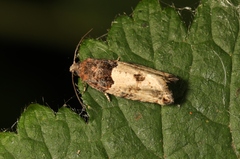Gypsonoma aceriana