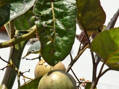 Solanum betaceum