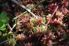 Sphagnum magellanicum