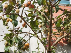 Solanum betaceum