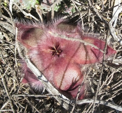 Stapelia hirsuta
