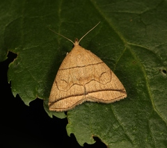 Herminia grisealis