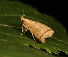 Herminia grisealis