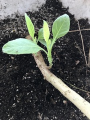Verbesina virginica
