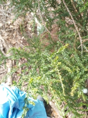 Acacia paradoxa