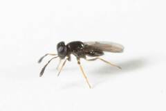 Encyrtinae