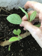 Verbesina virginica