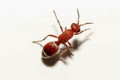 Timulla ornatipennis