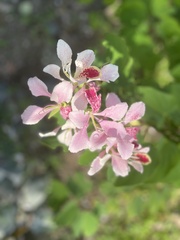 Bauhinia monandra