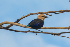 Coracias cyanogaster