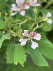 Bauhinia monandra
