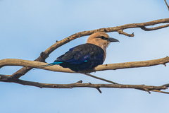 Coracias cyanogaster