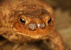 Lucilia bufonivora