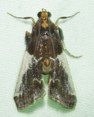 Pithyllis metachryseis