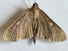 Herpetogramma sphingealis