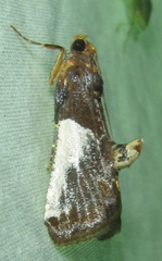 Pithyllis metachryseis
