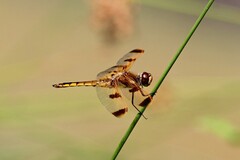 Libellula semifasciata