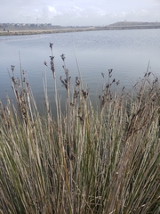 Juncus acutus leopoldii