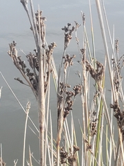 Juncus acutus leopoldii