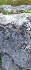 Rhoptria asperaria