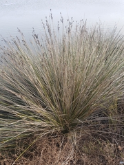 Juncus acutus leopoldii