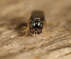 Neopachygaster meromelas