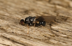 Neopachygaster meromelas