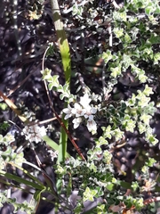 Euchaetis