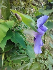 Ipomoea clavata